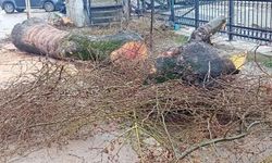 Kastamonu'nun İlçesinde Asırlık Ağaçlar Kökünden Kesildi