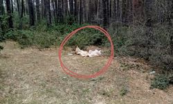 Kastamonu’nun ilçesinde skandal görüntü: Mesire alanına hayvan ölüleri bırakıldı