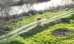 Kayıp Buzağı 3 Günlük Aramanın Ardından Dronla Bulundu