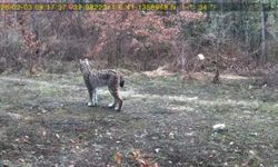 Komşu ormanlarda sürpriz kayıt: Fotokapan iki misafiri yakaladı