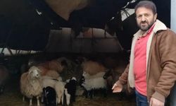 Minibüs Etrafında Dönen Koyunlar Kırsalda Merak Uyandırdı