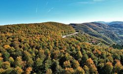 Resmi Gazete’de yayımlandı: Kastamonu dahil 21 ilde orman sınırı değişti