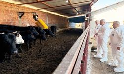 Taşköprü'de Hayvancılığa Yeni Nefes: İki Besiciye 30 Gebe Düve