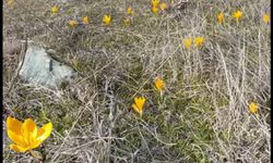 Taşköprü’de bahar erken kapıyı çaldı: Çiğdemler açtı