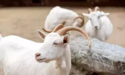 Devlet destekli 100 koyun projesi 2026 şartları açıklandı