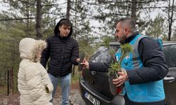 AK Parti Kastamonu vatandaşlara çam fidanı hediye etti