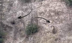 Kastamonu'da ayılar kış uykusundan uyandı