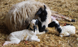 Buzağı ve kuzu ölümleri artıyor: Uzmanlardan net uyarı