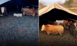 Komşuda hayvanlara zulüm: O zulüm cezasız kalmadı!