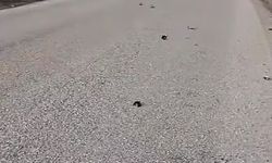 Kastamonu'da yol kenarında onlarca kuş ölü bulundu