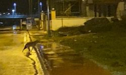 Domuz ve çakallar mahalle sokaklarında görüntülendi