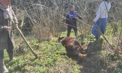 Kanala düşen inek zabıta ve vatandaşla kurtarıldı