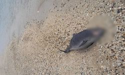 Karadeniz kıyısında ürküten görüntü