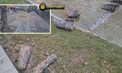 Kastamonu'da koca çınar devrildi! Karaçomak Deresi kenarındaki çınar ağacı kesildi