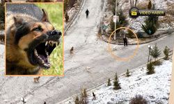 Kastamonu'da can tehlikesi! Sokak köpekleri saldırdı: Kadını vatandaşlar kurtardı