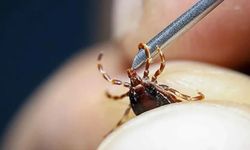 Kene ısırığı can aldı: 21 yaşındaki genç hayatını kaybetti!