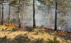 Kastamonu’da orman yangını!
