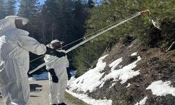 Kastamonu ormanlarında özel kamuflajlı av başladı!