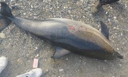 Kastamonu sahilinde ölü Yunus bulundu