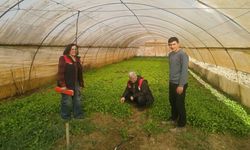 Kastamonu’da seralar mercek altında