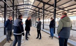 Kastamonu'da Besi Orgazine Tarım Bölgesi'nde çalışmalar incelendi