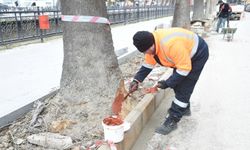 Kastamonu’da çınar ağaçları için kök budama çalışması gerçekleştirildi