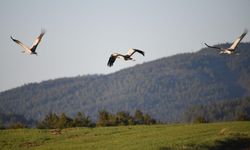Kastamonu’da doğa büyüledi: Göç yolundaki turna ailesi görüntülendi