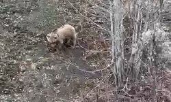 Kastamonu'da kış uykusundan uyanan ayı yol kenarında görüntülendi