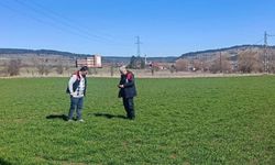 Kastamonu’da organik siyez tarlaları tek tek incelendi