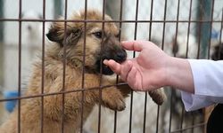 Kastamonu'da 'Sahipsiz Hayvanları Koruma Birliği' kurulmasına karar verildi