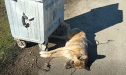 Kastamonu’da tepki çeken görüntü: Ayakları bağlı halde bulundu!