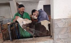 Kastamonu’nun ilçesinde şap aşısı çalışmaları köy köy sürüyor