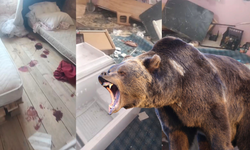 Kış uykusundan uyanan ayı evleri paramparça etti!