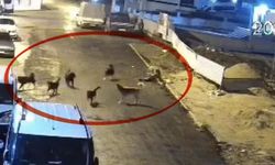 Sokak Köpekleri Saldırdı: 65 Yaşındaki Kadın Yaralandı!