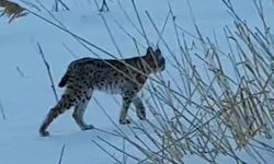 Köyde görülen vaşak heyecan yarattı