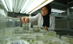 Kuraklığa Dayanıklı Domates İçin OMÜ’de Yeni Araştırma Başladı