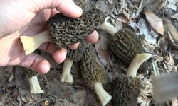Hem lezzetli, hem pahalı: Kuzu Kulağı Mantarı kendi gösterdi