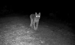 Nesli tehlike altında olan vaşak fotokapana yansıdı