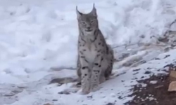 Nesli Tehlike Altında Vaşak Köy Merkezine İndi