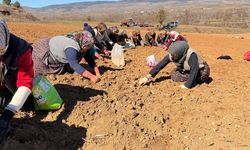 Taşköprü’de, sarımsak dikimi yerinde incelendi