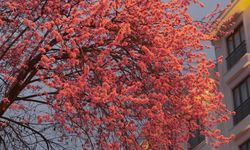 Taşköprü’de baharın habercisi sakura çiçekleri açtı