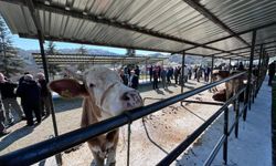 Taşköprü’de kurbanlık pazarı hareketlendi, pazarlıklar başladı