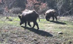 Yaban hayvanları fotokapanla görüntülendi
