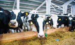 2026 kurbanlık fiyatları: Bu yıl kurbanlıklar kaç liradan başlıyor?