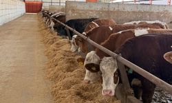 Kastamonu’da besi işletmesi ziyaret edildi