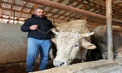 Bir araba parasına kurbanlık: Tonluk paşaya dudak uçuklatan fiyat!