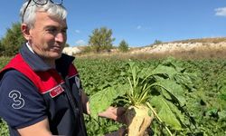Bitkisel üretime büyük hamle: Kastamonu’ya 290 milyon TL destek
