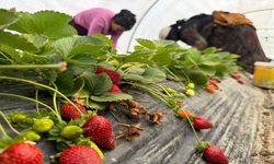 Tarlada 35 lira, market ve pazarda 150 lira!