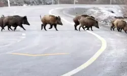 Taşköprü'de köy yolunda domuz sürüsü görüntülendi