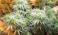 Evlerinde esrar bahçesi kuran kardeşler suçüstü yakalandı